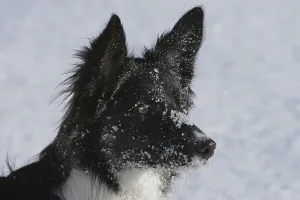 Border collie in the snow