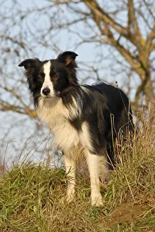 Border Collie standing next to a bush