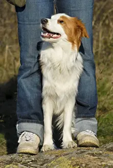 Border Collie standing between human legs