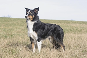 Border Collie standing on a lawn, sidewise