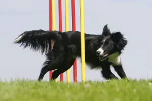 Border Collie Weaving, Agility, Slalom