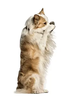 Border Collie against white background