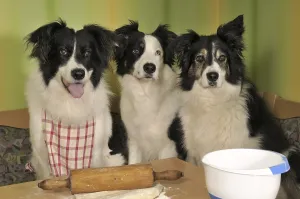 Three Border Collies making biscuits