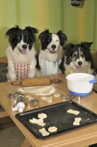 Three Border Collies making biscuits