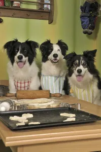 Three Border Collies making biscuits