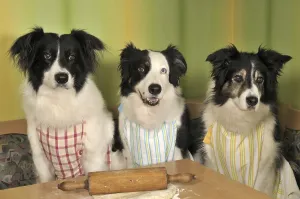 Three Border Collies making biscuits