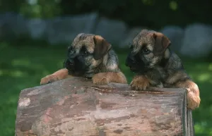 Border Terrier puppies