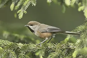 Boreal Chickadee (Poecile hudsonicus)