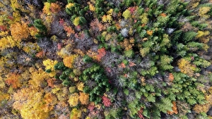 Boreal forest in late fall. Region of La Mauricie