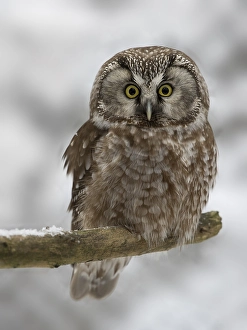 Boreal Owl (Aegolius funereus)