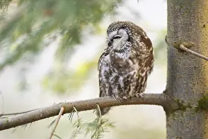 Boreal owl (Aegolius funereus) sitting in a tree in winter