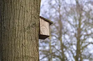 Borken, NRW, Germany, Bird box providing shelter and nesting habitat on a tree in a forest environment