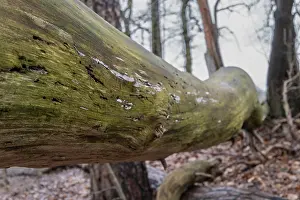 Borken, NRW, Germany, Fallen tree trunk covered with moss and lichen in a forest during autumn