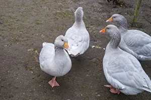 Borken, NRW, Germany, Greylag geese standing together
