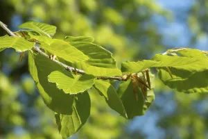 Borken, NRW, Germany, New beech leaves growing on a branch in spring sunshine