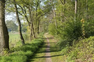 Borken, NRW, Germany, Scenic hiking trail winding through a vibrant green forest in springtime