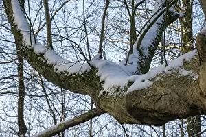 Borken, NRW, Germany, Tree branches covered in soft white snow and green moss in a winter forest