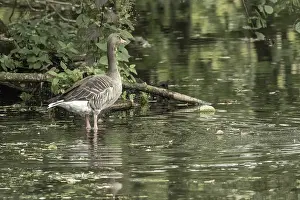 Borken, NRW, GermanyGreylag goose standing gracefully in shallow water