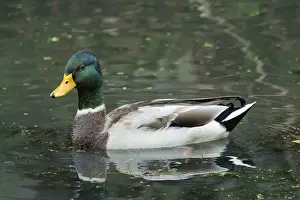 Borken, NRW, GermanyMallard drake paddling calmly through green pond water