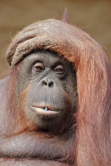 Bornean Orang-utan, female (Pongo pygmaeus pygmaeus)