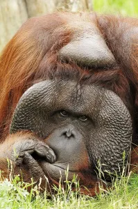 Bornean Orangutan, male (Pongo pygmaeus pygmaeus)