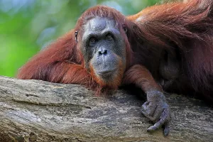 Bornean Orangutan (Pongo pygmaeus)