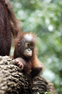 Bornean Orangutan (Pongo pygmaeus)