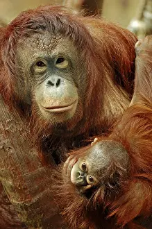 Bornean Orangutan (Pongo pygmaeus)