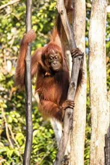 Bornean orangutan (Pongo pygmaeus)