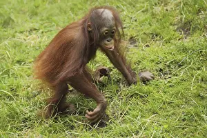 Bornean orangutan (Pongo pygmaeus)