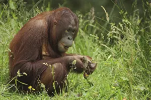 Bornean orangutan (Pongo pygmaeus)