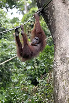 Bornean orangutan (Pongo pygmaeus)