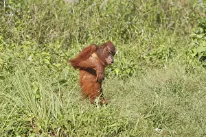Bornean Orangutan (Pongo pygmaeus)
