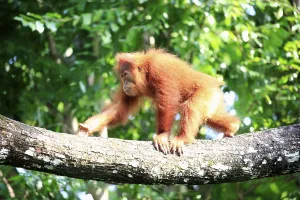 Bornean orangutan (Pongo pygmaeus)