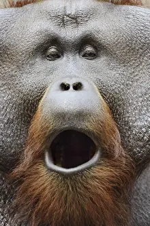 Bornean orangutan (Pongo pygmaeus)