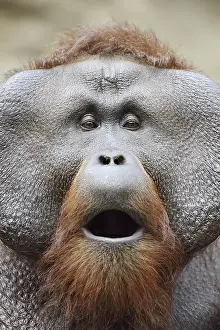 Bornean orangutan (Pongo pygmaeus)