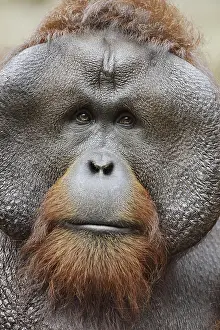Bornean orangutan (Pongo pygmaeus)