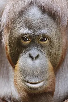 Bornean orangutan (Pongo pygmaeus)
