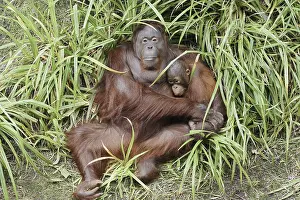 Bornean orangutan (Pongo pygmaeus)