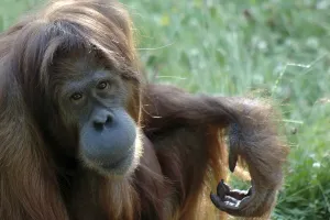 Bornean Orangutan (Pongo pygmaeus) at a zoo