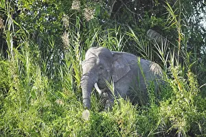 Borneo pygmy elephant (Elephas maximus borneensis) in the rainforest