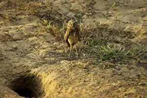 Borrowing Owl (athene cunicularia)