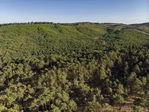 Bosque de pino silvestre, Pinus sylvestris