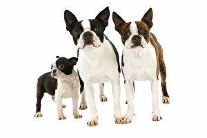 BOSTON TERRIER DOG