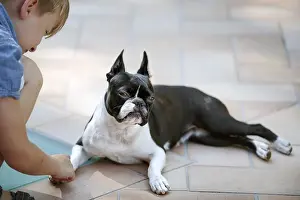Boston Terrier eyeing suspiciously a little boy who wants to play with him