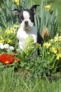 Boston Terrier, puppy, 12 weeks old