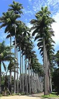 In the Botanical Garden of Rio de Janeiro