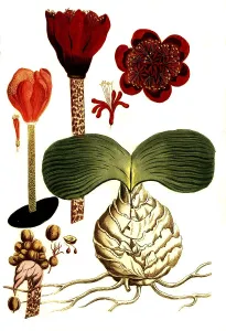 Botany, blood lilly (Haemanthus) africanus syn