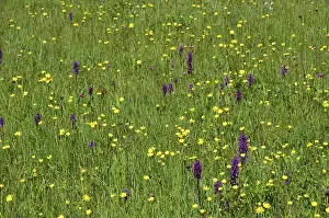Botany, flora, alpine flowers, mountain meadow