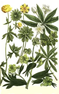 Botany, hellebore (Helleborus) niger foetitus syn